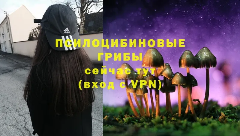 Псилоцибиновые грибы Psilocybe  закладки  Инта 